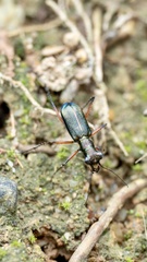 Heptodonta posticalis