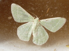 Phaiogramma