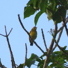 Aegithina viridissima