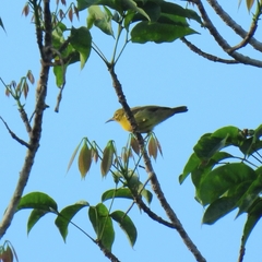 Aegithina viridissima