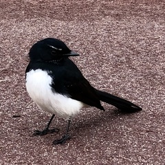 Rhipidura leucophrys