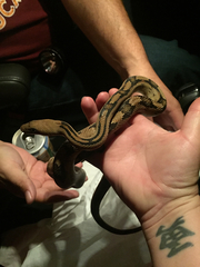 Bogertophis subocularis