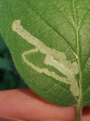 Aulagromyza cornigera