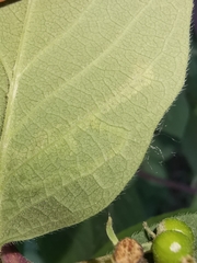 Aulagromyza cornigera