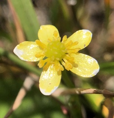 Ranunculus flammula ovalis