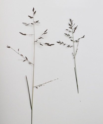 Eragrostis brownii