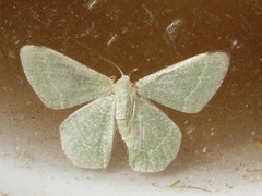 Phaiogramma