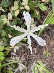 Iris tenuissima