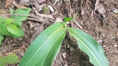 Platanthera elongata
