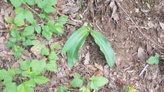 Platanthera elongata