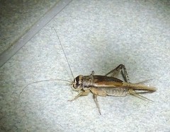 Velarifictorus aspersus