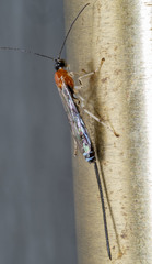 Calliephialtes grapholithae