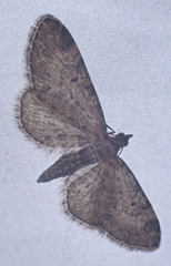 Eupithecia intricata
