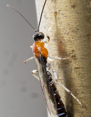 Calliephialtes grapholithae