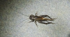 Loxoblemmus equestris