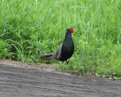 Phasianus versicolor