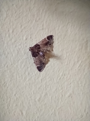 Pyralis farinalis