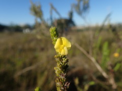 Aspalathus opaca rostriloba