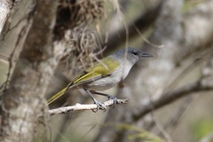 Microligea palustris