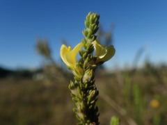 Aspalathus opaca rostriloba