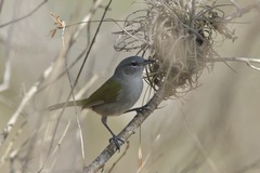 Microligea palustris