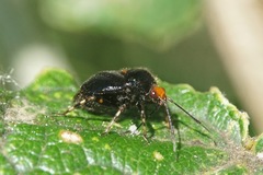 Deraeocoris schach novaki