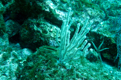 Serranus psittacinus