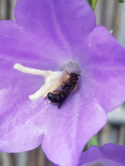 Chelostoma rapunculi