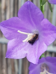 Chelostoma rapunculi