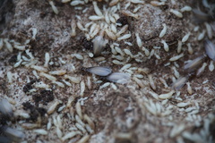 Reticulitermes urbis