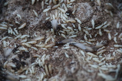 Reticulitermes urbis