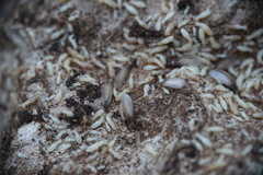 Reticulitermes urbis