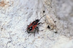 Melanocoryphus tristrami