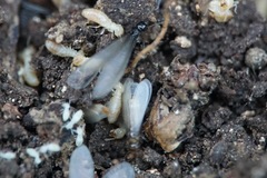 Reticulitermes urbis