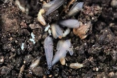 Reticulitermes urbis