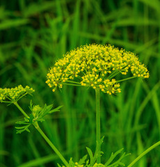 Polytaenia nuttallii