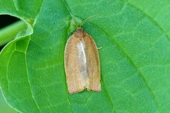 Aphelia viburnana