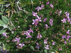 Silene acaulis subacaulescens
