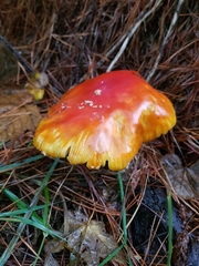 Amanita muscaria