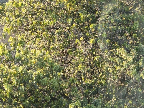 Mamani (Sophora chrysophylla)