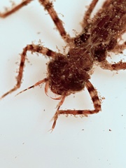 Miniargiolestes minimus