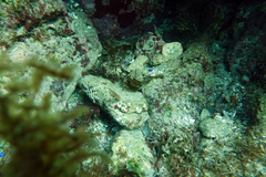 Coryphopterus urospilus