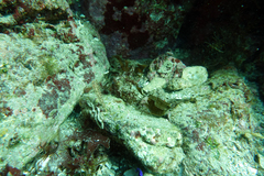 Coryphopterus urospilus