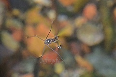 Metrocoris lituratus