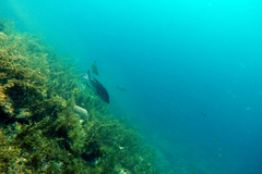 Mycteroperca rosacea