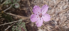 Erodium boissieri