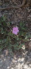 Erodium boissieri
