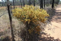 Acacia triptera