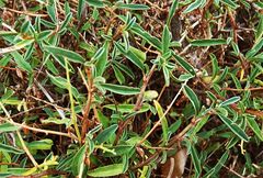 Anthyllis hermanniae corsica