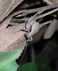 Aglaothorax longipennis